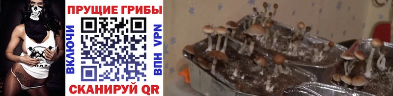Галлюциногенные грибы Psilocybine cubensis  закладка  MEGA рабочий сайт  Похвистнево 